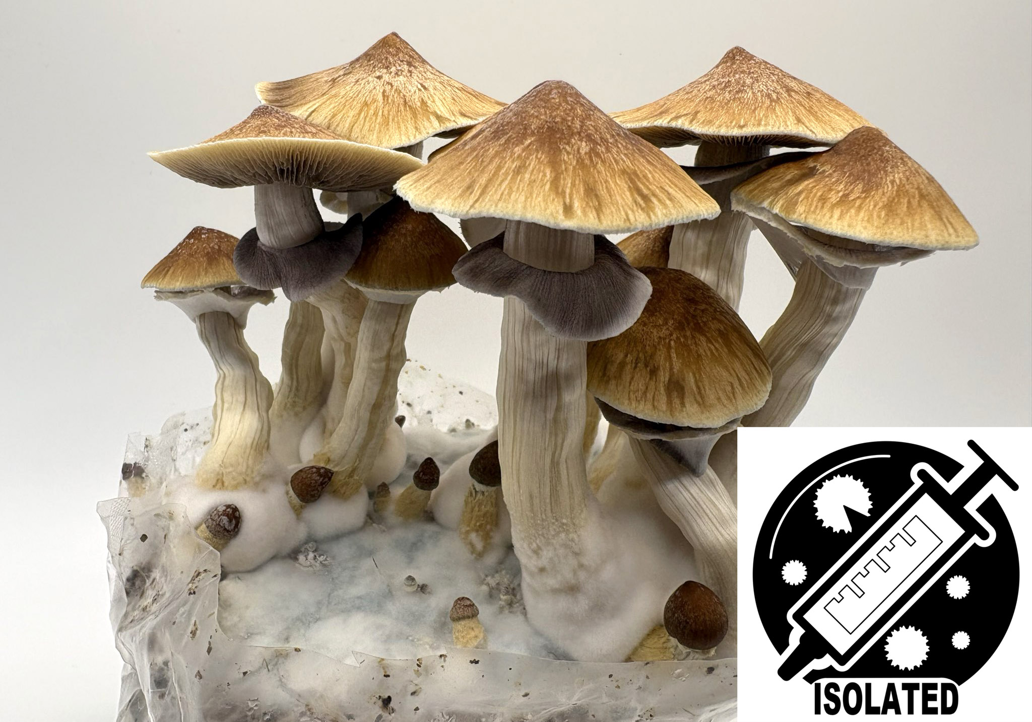 Psilocybe cubensis : Blue Meanie Spore Isolate Syringe